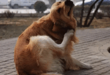 Why Does My Dog Keep Scratching His Ears Even After Cleaning? What You Might Be Missing Why Does My Dog Keep Scratching His Ears Even After Cleaning? What You Might Be Missing